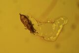 Two Fossil Springtails & A Fly In Baltic Amber #48254-4